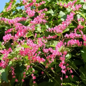 4 Mexican Creeper Live Plants – Pink Flowering Vine Starter – 4-6" Tall – Outdoor - Image 2