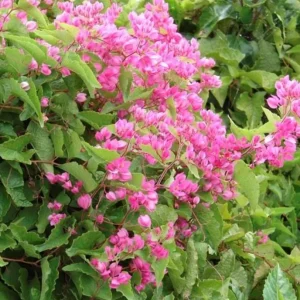 4 Mexican Creeper Live Plants – Pink Flowering Vine Starter – 4-6
