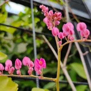 4 Mexican Creeper Live Plants – Pink Flowering Vine Starter – 4-6