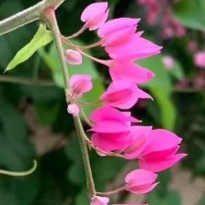 4 Mexican Creeper Live Plants – Pink Flowering Vine Starter – 4-6