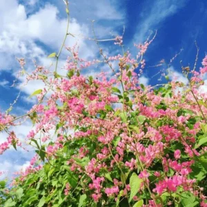 4 Mexican Creeper Live Plants – Pink Flowering Vine Starter – 4-6" Tall – Outdoor - Image 1