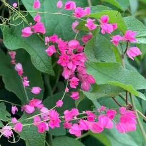 4 Mexican Creeper Live Plants – Pink Flowering Vine Starter – 4-6