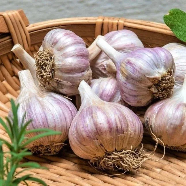 4 oz Organic Garlic Bulbs Mix - Chesnok Red, Music Varieties for Planting, Outdoor - Image 4