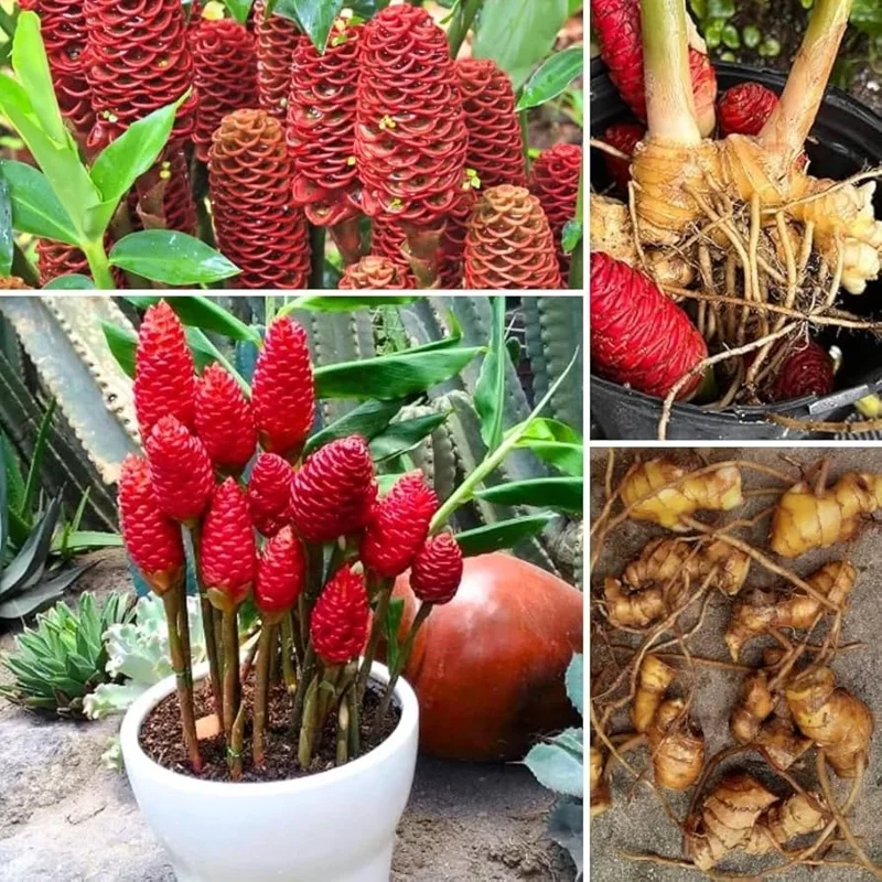 4 Shampoo Ginger Rhizomes - Zingiber Zerumbet Tropical Plant - Pine Cone Ginger - Image 3