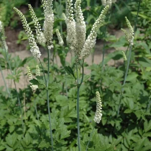 40 Black Cohosh Bare Root Plants - Actaea Racemosa Native Wildflower - Image 1