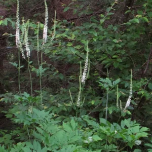 40 Black Cohosh Bare Root Plants - Actaea Racemosa Native Wildflower - Image 5