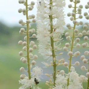 40 Black Cohosh Bulbs (Cimicifuga Racemosa) - Tall Shade Perennial - Image 1