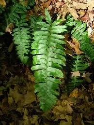 40 Christmas Fern Bulbs (Polystichum Acrostichoides) - Evergreen Perennial - Image 2