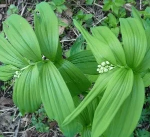 40 False Solomon's Seal Bare Root Plants - Maianthemum Racemosum Native Wildflower - Image 3