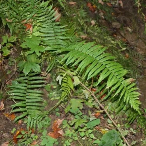 40 Glade Fern Bulbs – Diplazium Pycnocarpon – Deciduous Fern – 2-3' Tall – Part to Full Shade - Image 2