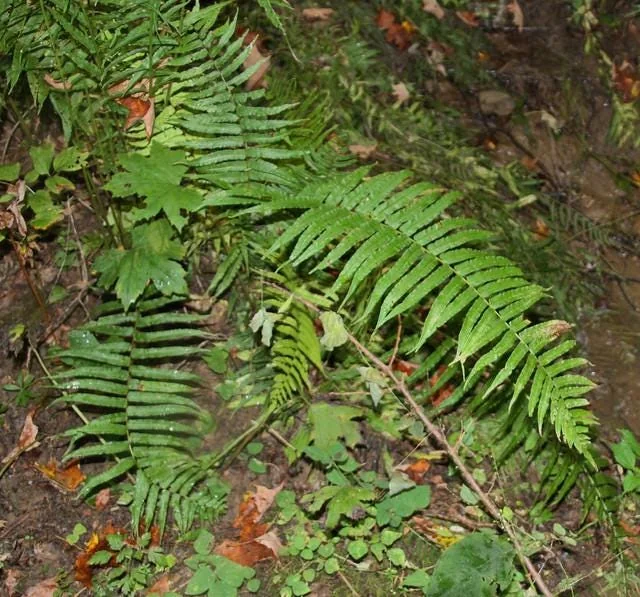 40 Glade Fern Bulbs – Diplazium Pycnocarpon – Deciduous Fern – 2-3' Tall – Part to Full Shade - Image 2