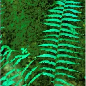 40 Glade Fern Bulbs – Diplazium Pycnocarpon – Deciduous Fern – 2-3' Tall – Part to Full Shade - Image 3