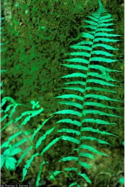 40 Glade Fern Bulbs – Diplazium Pycnocarpon – Deciduous Fern – 2-3' Tall – Part to Full Shade - Image 3