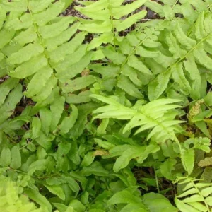 40 Glade Fern Bulbs – Diplazium Pycnocarpon – Deciduous Fern – 2-3' Tall – Part to Full Shade - Image 1