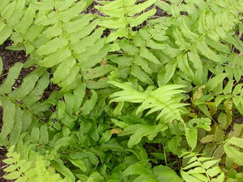 40 Glade Fern Bulbs – Diplazium Pycnocarpon – Deciduous Fern – 2-3' Tall – Part to Full Shade - Image 1