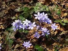 40 Hepatica Bulbs - Woodland Wildflower for Zones 4-9 - White, Pink, Purple - Image 2