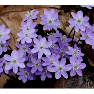 40 Hepatica Bulbs - Woodland Wildflower for Zones 4-9 - White, Pink, Purple - Image 1