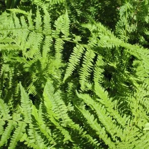 40 Lady Fern Bulbs - Athyrium Filix-Femina for Shade, USDA Zones 4-8 - Image 1