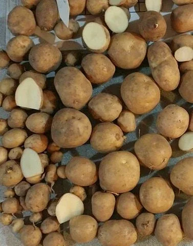 40 Organic Russet True Potato Seeds - Yellow Skin Potato Berry Seeds for Planting - Image 2