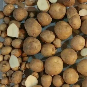 40 Organic Russet True Potato Seeds - Yellow Skin Potato Berry Seeds for Planting - Image 1