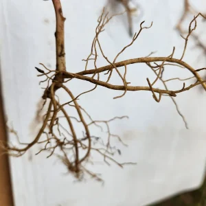 40 Pachysandra Procumbens Bulbs - Evergreen Groundcover for Shade, Zones 3-8 - Image 2