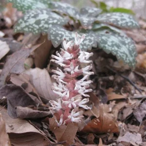 40 Pachysandra Procumbens Bulbs - Evergreen Groundcover for Shade, Zones 3-8 - Image 1