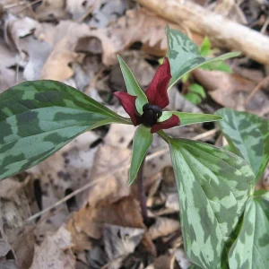 40 Prairie Trillium Bulbs - Trillium recurvatum - Shade Perennial for Zones 4-9 - Image 1