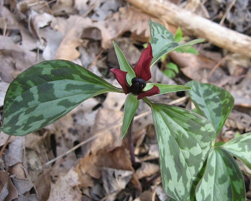 40 Prairie Trillium Bulbs - Trillium recurvatum - Shade Perennial for Zones 4-9 - Image 1