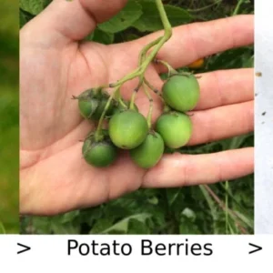 40 Rare True Potato Seeds Mix - Purple, Red, Blue Majesty Colors - Grow Potatoes from Seed - Image 2