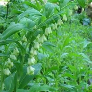 40 True Solomon's Seal Bare Root Plants - Polygonatum Biflorum Native Wildflower - Image 7