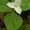 40 White Trillium Bulbs (Trillium Grandiflorum) - Showy Wildflower Plants - Image 1