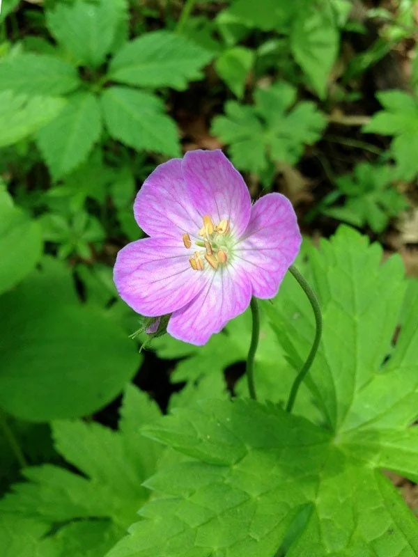 40 Wild Geranium Maculatum Bare Root Plants - Organic Cranesbill Stock - Image 7