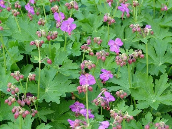 40 Wild Geranium Maculatum Bare Root Plants - Organic Cranesbill Stock - Image 8