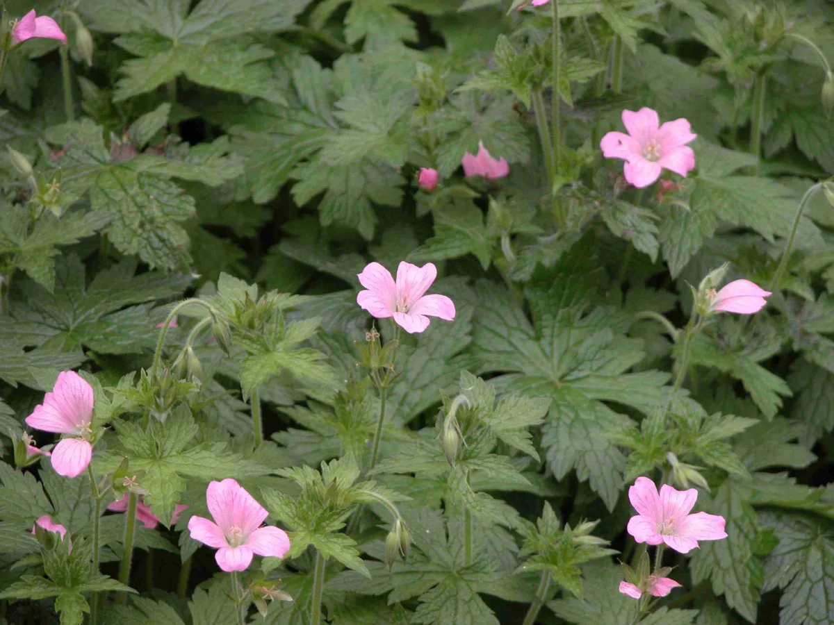40 Wild Geranium Maculatum Bare Root Plants - Organic Cranesbill Stock - Image 1