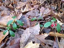 40 Wintergreen Plants (Chimaphila Maculata) Live Groundcover - Zones 6-7 - Image 2