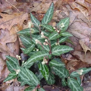 40 Wintergreen Plants (Chimaphila Maculata) Live Groundcover - Zones 6-7 - Image 1