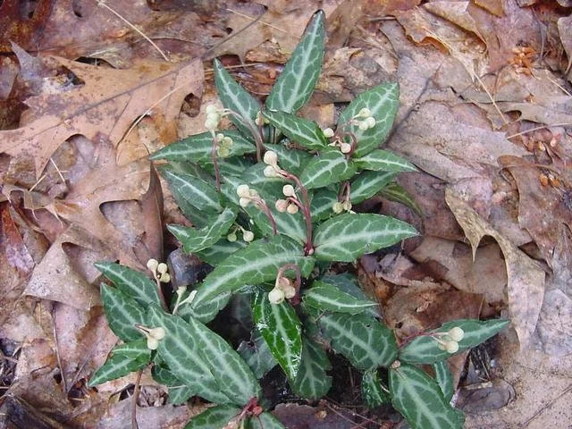 40 Wintergreen Plants (Chimaphila Maculata) Live Groundcover - Zones 6-7 - Image 1