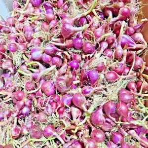 4oz Premium Red Shallot Bulbs - Strong Aroma & Bold Flavor - Allium - Easy Grow Outdoor - Image 2