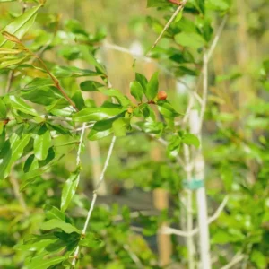 5 Afganski Russian Pomegranate Tree Starter Plants - Punica granatum 'Afganski' Cold Hardy - Image 3