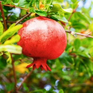 5 Afganski Russian Pomegranate Tree Starter Plants - Punica granatum 'Afganski' Cold Hardy - Image 1