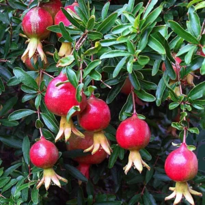 5 Afganski Russian Pomegranate Tree Starter Plants - Punica granatum 'Afganski' Cold Hardy - Image 6