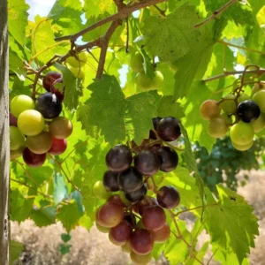 5 Alachua Muscadine Grape Starter Plugs - Vitis rotundifolia Live Plant - Image 5