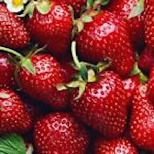 5 Allstar Junebearing Strawberry Live Plants - Perennial Fruit - Image 3