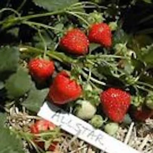 5 Allstar Junebearing Strawberry Live Plants - Perennial Fruit - Image 1
