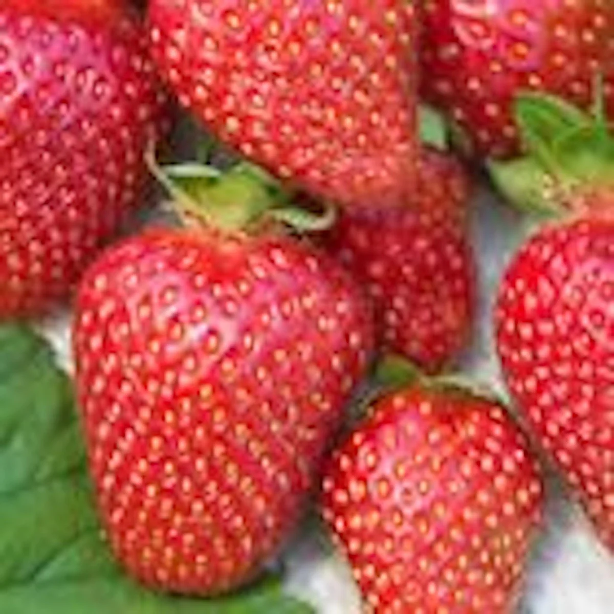 5 Allstar Junebearing Strawberry Live Plants - Perennial Fruit - Image 4