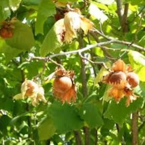 5 American Hazelnut Tree 12-24in Tall - Native Bare Root Plant, Corylus americana - Image 6
