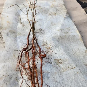 5 American Hornbeam Trees Bareroot - 12" Carpinus Caroliniana Live Plant - Image 2