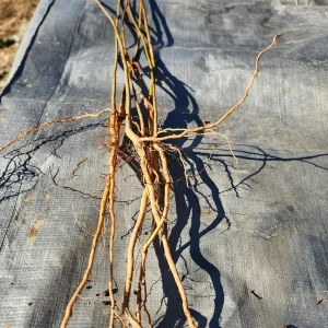 5 American Plane Tree (Sycamore) Bareroot Plants - 12" Tall, Zones 4-9 - Image 2