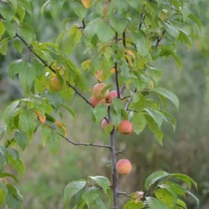 5 American Plum Tree Starter Plant 12-24