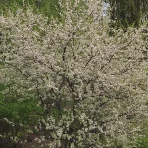 5 American Plum Tree Starter Plant 12-24